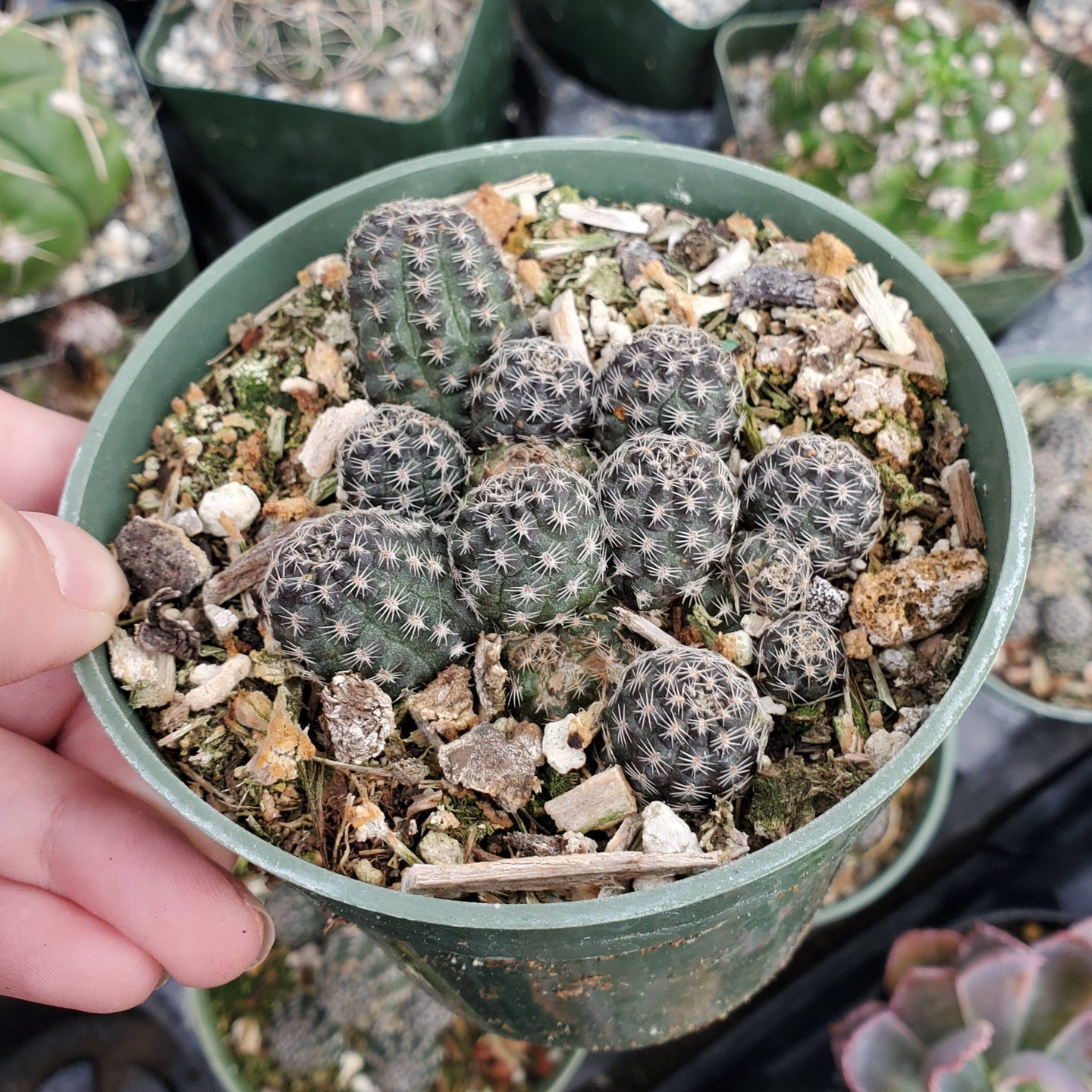 Rebutia Sp.